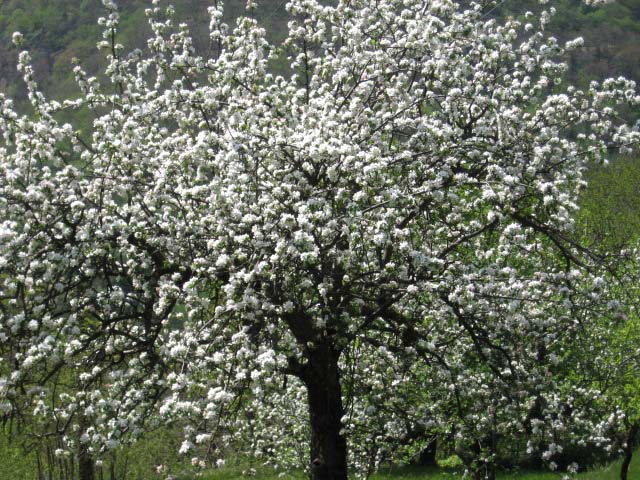 fleurs02