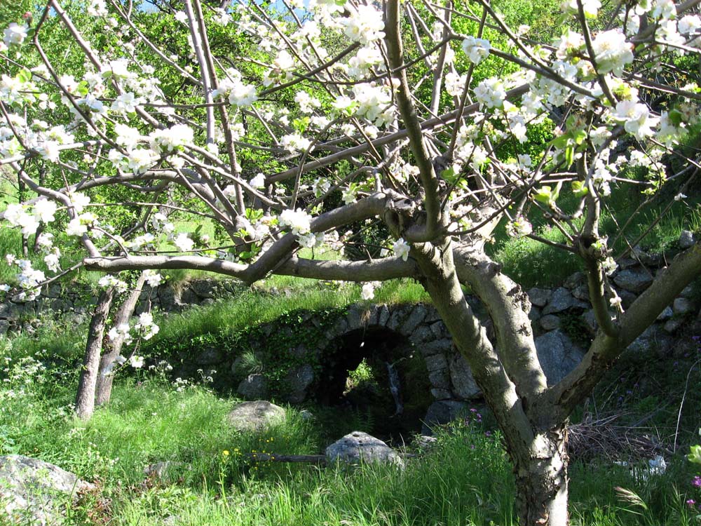 fleurs08