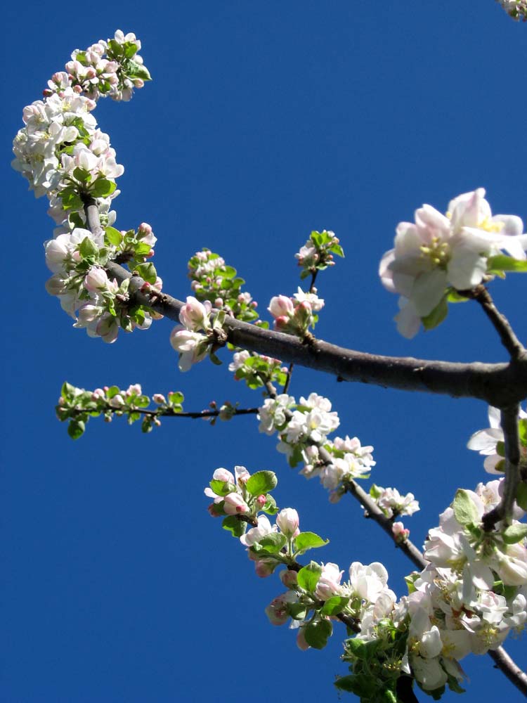fleurs09