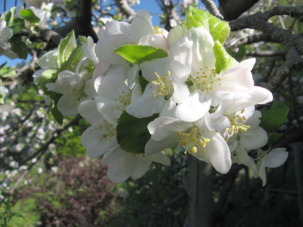 fleurs14