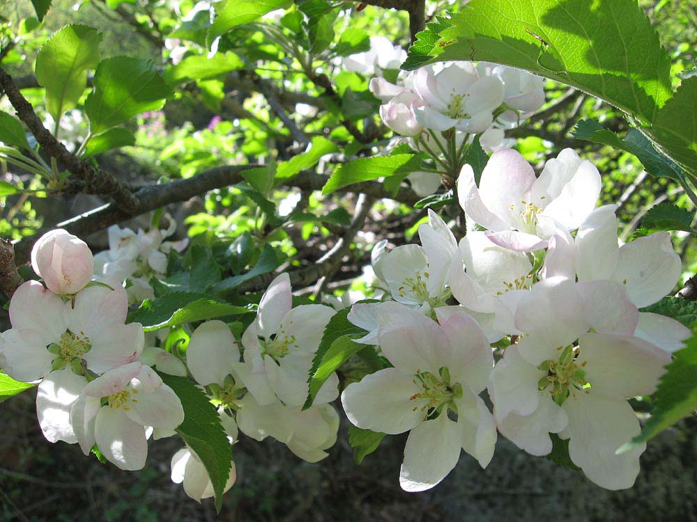 fleurs15