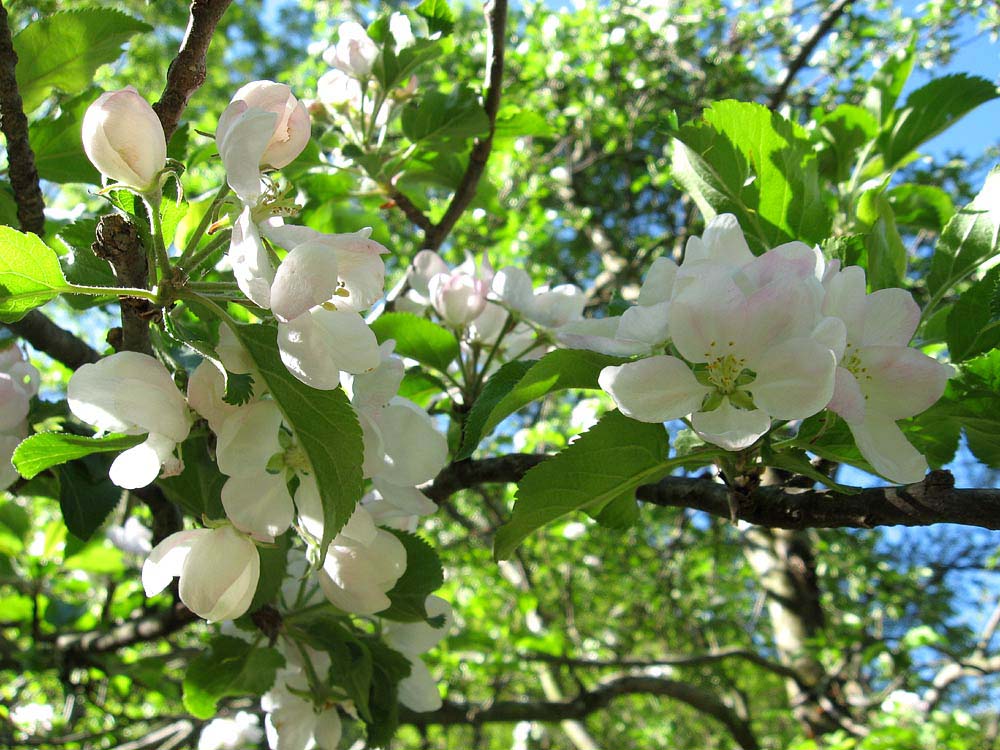 fleurs17