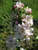 fleurs04