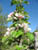 fleurs05