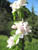 fleurs06