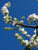 fleurs09