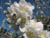 fleurs10