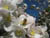 fleurs11