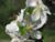 fleurs12