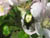 fleurs13