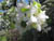 fleurs14