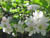 fleurs15