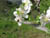 fleurs19