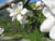 fleurs20