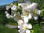 fleurs21