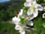fleurs23
