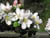 fleurs25